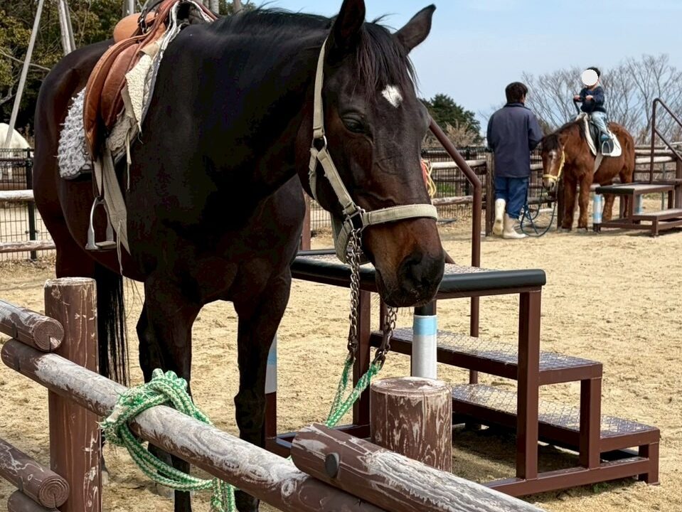 乗馬用スポット階段
