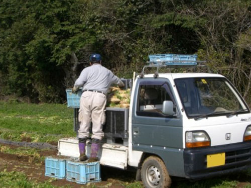 ダイコンを収穫しコンテナへ