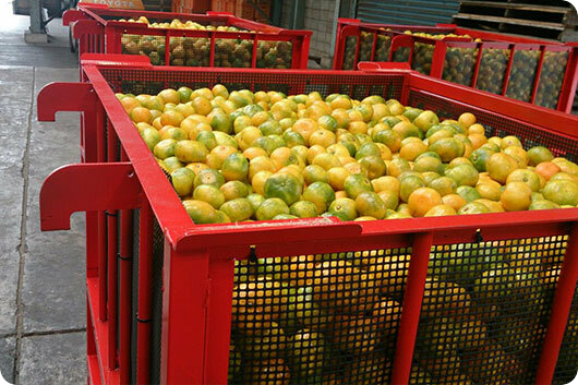 みかん収穫コンテナ