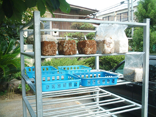 メッキパイプでサビに強い椎茸培養棚