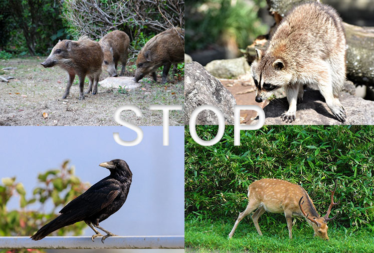 有害鳥獣の捕獲罠